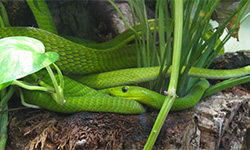 Reptilienzoo Happ