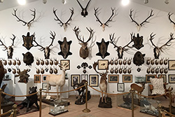 Natur-Sonderausstellung Bären Wild und Jagd